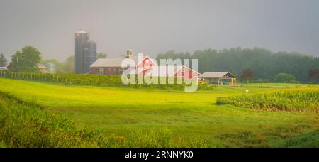 Soleil du matin brûlant le brouillard tôt sur une ferme et un vignoble du Vermont Banque D'Images