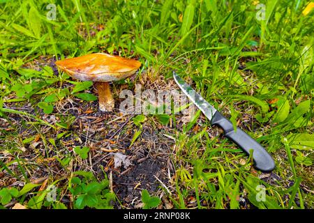 le champignon boletus pousse dans une clairière de la forêt. cueillette de champignons dans la forêt. Boletus est un nom commun pour un groupe d'espèces de champignons du g. Banque D'Images