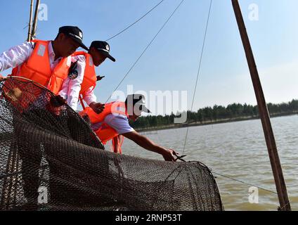 (170811) -- ANQING, 11 août 2017 -- des patrouilleurs auxiliaires vérifient un bateau dans la réserve naturelle de marsouin sans ailettes à Anqing, dans la province de l'Anhui de l'est de la Chine, 10 août 2017. Une brigade de patrouille auxiliaire, dont 6 anciens pêcheurs, a commencé sa mission le 2017 juin pour protéger les 60 marsouins sans ailettes le long de la section de 60 kilomètres du fleuve Yangtsé dans la province. L'application téléphonique est utilisée dans leurs missions de routine pour suivre et observer la vie des mammifères ressemblant aux dauphins, fournir la protection nécessaire et surveiller le polluant et la pêche illégale dans la réserve. ) (CLQ) CHINE-ANHUI-ANQING-ECOLO Banque D'Images