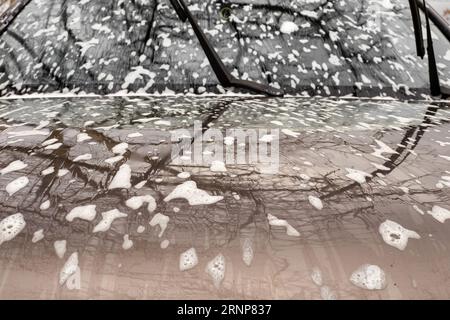 le capot et le pare-brise d'une voiture avec le reflet des branches d'arbres, mouillé avec de la mousse après le lavage. Lave-auto. Banque D'Images