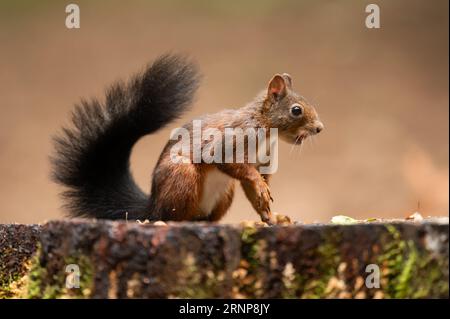 01 septembre 2023, Bade-Württemberg, Donaueschingen : un écureuil est assis sur une souche d'arbre dans une zone boisée près de Königsfeld. Photo : Silas Stein/dpa Banque D'Images