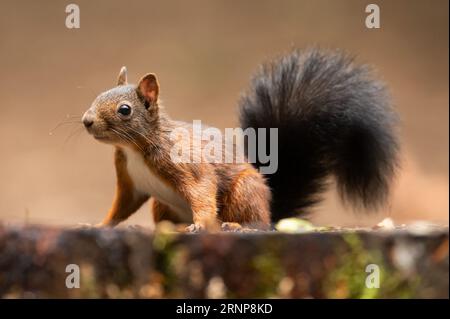 01 septembre 2023, Bade-Württemberg, Donaueschingen : un écureuil est assis sur une souche d'arbre dans une zone boisée près de Königsfeld. Photo : Silas Stein/dpa Banque D'Images