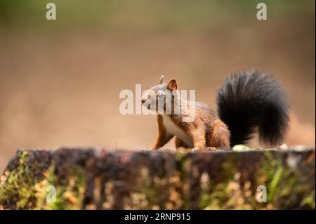 01 septembre 2023, Bade-Württemberg, Donaueschingen : un écureuil est assis sur une souche d'arbre dans une zone boisée près de Königsfeld. Photo : Silas Stein/dpa Banque D'Images