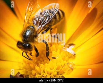 gros plan de l'abeille sur la fleur collectant le pollen Banque D'Images