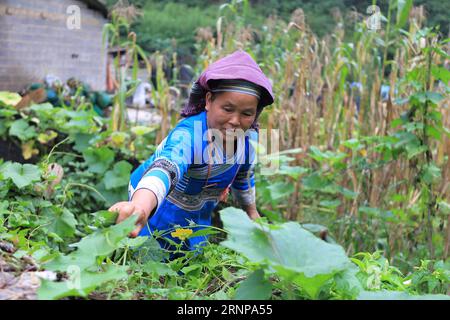 (170818) -- QIUBEI, 18 août 2017 -- Un villageois recueille les plantes sauvages pour fabriquer du riz coloré dans le village de Yile dans le comté de Qiubei, préfecture autonome de Zhuang et Miao de Wenshan, province du Yunnan au sud-ouest de la Chine, 17 août 2017. Comme la période de maturité du paddy tombe, les populations locales commencent à faire le riz coloré avec du jus comestible de plantes sauvages. Dans le comté de Qiubei, le riz coloré est un aliment populaire parmi les résidents locaux qui croient que les couleurs symbolisent la récolte et la bonne fortune.) (Zhs) CHINE-YUNNAN-RIZ COLORÉ (CN) JingxHuihui PUBLICATIONxNOTxINxCHN Qiubei août 18 2017 un village ramasse le Banque D'Images