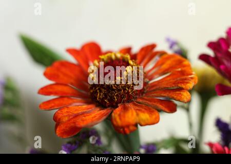 têtes de fleurs macro colorées de zinnia Banque D'Images