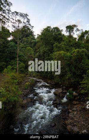 Rivière vierge, entourée d'une végétation subtropicale luxuriante tôt le matin près de jardin, Colombie Banque D'Images