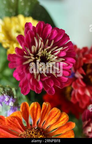 têtes de fleurs macro colorées de zinnia Banque D'Images