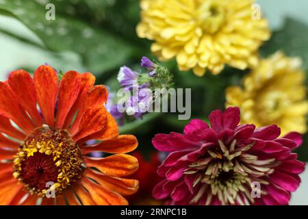 têtes de fleurs macro colorées de zinnia Banque D'Images