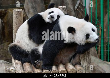 (170827) -- BEIJING, 27 août 2017 -- les pandas géants Liang Liang (R) et Nuan Nuan sont vus au zoo national de Kuala Lumpur, Malaisie, le 23 août 2017.) CHOIX HEBDOMADAIRES DE XINHUA PHOTO ChongxVoonxChung PUBLICATIONxNOTxINxCHN Beijing août 27 2017 Pandas géants Liang Liang Liang r et Nuan Nuan sont des lacs AU zoo national de Kuala Lumpur Malaisie août 23 2017 choix hebdomadaires de XINHUA photo ChongxVoonxChung PUBLICATIONxNOTxINxCHN Banque D'Images