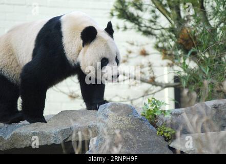 (170829) -- LONDRES, 29 août 2017 -- une photo non datée fournie par montre le panda géant Tian Tian à , Écosse. Tian Tian, la seule femme panda géant chinois en Grande-Bretagne, est enceinte, et un petit pourrait naître en septembre, ont rapporté les médias locaux ici le 24 août 2017. Tian Tian, qui signifie Sweetie en chinois, est né le 24 août 2003 au zoo de Pékin en Chine. Elle vit actuellement avec Yang Guang, qui signifie Sunshine en chinois, à , Écosse. Ils sont la seule paire de pandas de Grande-Bretagne. ) (zw) - POUR USAGE ÉDITORIAL SEULEMENT- BRETAGNE-LONDRES--GÉANT PANDA-PREGNANCY EdinburghxZoo PUBLICATIONxNOTxINxCHN Lond Banque D'Images