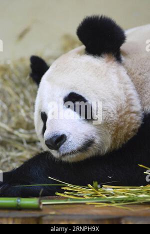 (170829) -- LONDRES, 29 août 2017 -- une photo non datée fournie par montre le panda géant Tian Tian à , Écosse. Tian Tian, la seule femme panda géant chinois en Grande-Bretagne, est enceinte, et un petit pourrait naître en septembre, ont rapporté les médias locaux ici le 24 août 2017. Tian Tian, qui signifie Sweetie en chinois, est né le 24 août 2003 au zoo de Pékin en Chine. Elle vit actuellement avec Yang Guang, qui signifie Sunshine en chinois, à , Écosse. Ils sont la seule paire de pandas de Grande-Bretagne. ) (zw) - POUR USAGE ÉDITORIAL SEULEMENT- BRETAGNE-LONDRES--GÉANT PANDA-PREGNANCY EdinburghxZoo PUBLICATIONxNOTxINxCHN Lond Banque D'Images