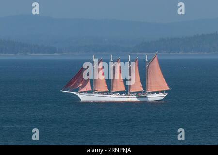 Goélette à quatre mâts en pleine voile, à Bar Harbor avec le drapeau américain au premier plan, avec des mouettes volantes Banque D'Images