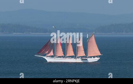 Goélette à quatre mâts en pleine voile, à Bar Harbor avec le drapeau américain au premier plan, avec des mouettes volantes Banque D'Images