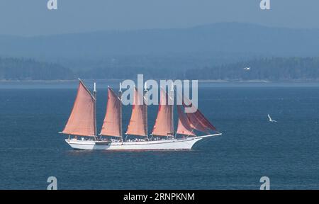 Goélette à quatre mâts en pleine voile, à Bar Harbor avec le drapeau américain au premier plan, avec des mouettes volantes Banque D'Images