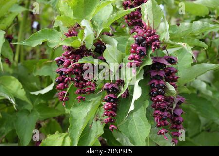 Baies violettes profondes se formant sur l'arbuste Honeysuckle de l'Himalaya à la fin de l'été Banque D'Images