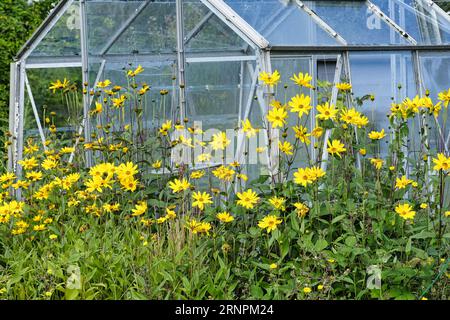 Groupe de tournesols (Helianthus salicifolius) en fleurs à la fin de l'été devant une serre en panne Banque D'Images