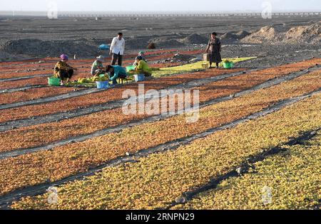 (170903) -- URUMQI, 3 septembre 2017 -- les agriculteurs arrangent les raisins dans le Sunhine avant qu'ils ne soient séchés à Turpan, dans la région autonome ouygur du Xinjiang du nord-ouest de la Chine, 28 août 2017. Turpan, un centre de production de raisins secs, est maintenant dans sa meilleure saison pour produire la raison de ses raisins de qualité fine.) (clq) CHINE-XINJIANG-TURPAN-RAISIN-RAISIN (CN) WangxFei PUBLICATIONxNOTxINxCHN Urumqi sept 3 2017 agriculteurs arrange les raisins dans le sunhine avant qu'ils ne soient séchés dans Turpan Nord-Ouest Chine S Xinjiang Uygur région autonome août 28 2017 Turpan un centre de production de raisin EST maintenant dans sa meilleure saison pour produire Banque D'Images