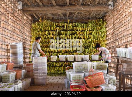 (170903) -- URUMQI, 3 septembre 2017 -- les agriculteurs placent les raisins dans une chambre de séchage avant qu'ils ne soient séchés à Turpan, dans la région autonome ouygur du Xinjiang, au nord-ouest de la Chine, 28 août 2017. Turpan, un centre de production de raisins secs, est maintenant dans sa meilleure saison pour produire la raison de ses raisins de qualité fine.) (clq) CHINA-XINJIANG-TURPAN-GRAPE-RAISIN (CN) WangxFei PUBLICATIONxNOTxINxCHN Urumqi sept 3 2017 les agriculteurs organisent les raisins dans une salle de séchage avant qu'ils ne soient séchés dans Turpan Nord-Ouest Chine S Xinjiang Uygur région autonome août 28 2017 Turpan un centre de production de raisin EST maintenant dans sa meilleure saison à Prod Banque D'Images