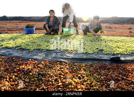 (170903) -- URUMQI, 3 septembre 2017 -- les agriculteurs arrangent les raisins dans le Sunhine avant qu'ils ne soient séchés à Turpan, dans la région autonome ouygur du Xinjiang du nord-ouest de la Chine, 28 août 2017. Turpan, un centre de production de raisins secs, est maintenant dans sa meilleure saison pour produire la raison de ses raisins de qualité fine.) (clq) CHINE-XINJIANG-TURPAN-RAISIN-RAISIN (CN) WangxFei PUBLICATIONxNOTxINxCHN Urumqi sept 3 2017 agriculteurs arrange les raisins dans le sunhine avant qu'ils ne soient séchés dans Turpan Nord-Ouest Chine S Xinjiang Uygur région autonome août 28 2017 Turpan un centre de production de raisin EST maintenant dans sa meilleure saison pour produire Banque D'Images