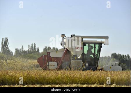 (170909) -- Ili, 9 septembre 2017 -- Une récolteuse travaille sur un champ de riz biologique dans la préfecture autonome kazakhe d'Ili, dans la région autonome ouïgoure du Xinjiang du nord-ouest de la Chine, 8 septembre 2017.) (Wyo) CHINA-XINJIANG-Ili-RICE-HARVEST (CN) HuxHuhu PUBLICATIONxNOTxINxCHN Banque D'Images
