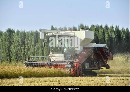 (170909) -- Ili, 9 septembre 2017 -- Une récolteuse travaille sur un champ de riz biologique dans la préfecture autonome kazakhe d'Ili, dans la région autonome ouïgoure du Xinjiang du nord-ouest de la Chine, 8 septembre 2017.) (Wyo) CHINA-XINJIANG-Ili-RICE-HARVEST (CN) HuxHuhu PUBLICATIONxNOTxINxCHN Banque D'Images