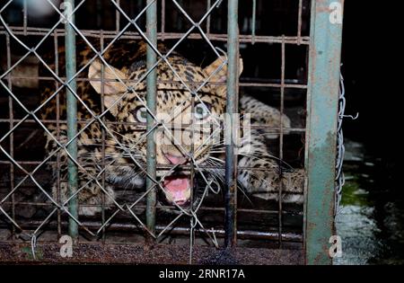 (170913) -- GUWAHATI, INDE, 13 septembre 2017 () -- Un léopard tranquillisé et capturé dans une résidence a été vu à Guwahati, dans le nord-est de l'État indien de l'Assam, le 13 septembre 2017. (/Stringer)(zf) INDE-GUWAHATI-LÉOPARD SAUVAGE-SAISIE À DOMICILE Xinhua PUBLICATIONxNOTxINxCHN Banque D'Images