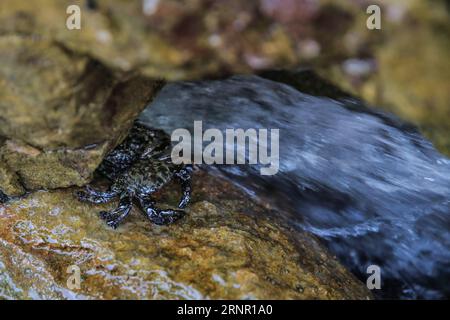 (170913) -- ÎLE DE SALAMINA (GRÈCE), 13 septembre 2017 -- la photo prise le 12 septembre 2017 montre un crabe qui tente de rester en dehors des eaux polluées dans la baie de Limiona sur l'île de Salamina, en Grèce. Les autorités grecques se sont battues contre la montre mercredi pour nettoyer une marée noire dans le golfe Saronique causée par un petit pétrolier qui a coulé dimanche au large de l'île de Salamina. ) GRÈCE-ÎLE DE SALAMINA-NAUFRAGE-DÉVERSEMENT DE PÉTROLE LEFTERISXPARTSALIS PUBLICATIONXNOTXINXCHN Banque D'Images