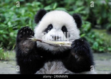 (170918) -- PÉKIN, 18 septembre 2017 -- Un petit panda géant mange des germes de bambou au Centre chinois de conservation et de recherche sur les pandas géants à ya an, dans la province du Sichuan du sud-ouest de la Chine, le 10 juin 2014. Un projet pilote visant à construire une administration du parc national du panda géant a été approuvé. Le projet formera un parc national transprovincial qui unira plus de 80 habitats fragmentés dispersés dans la province du Sichuan du sud-ouest de la Chine, la province du Shaanxi du nord-ouest de la Chine et la province du Gansu, d une superficie de 27 134 kilomètres carrés. (LFJ) LE PARC NATIONAL DES PANDA GÉANT CHINOIS (CN) XUEXYUBIN PUBLICATI Banque D'Images