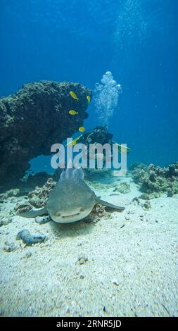 Plongeur posant avec un requin zèbre. Banque D'Images