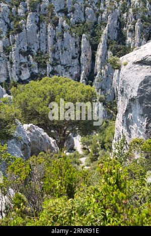 les calanques (france) avec leurs rochers impressionnants, leurs plantes et leur eau cristalline Banque D'Images