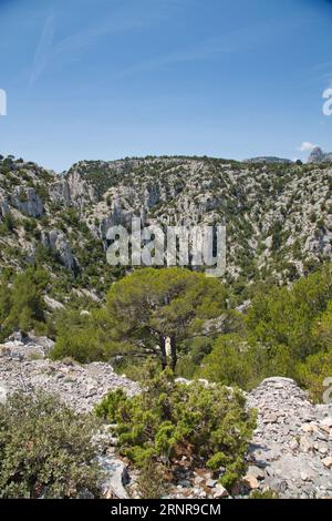 les calanques (france) avec leurs rochers impressionnants, leurs plantes et leur eau cristalline Banque D'Images