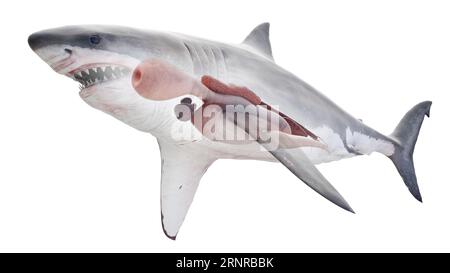 Organes internes du requin, illustration Banque D'Images