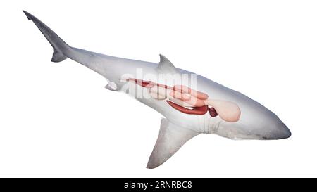 Organes internes du requin, illustration Banque D'Images