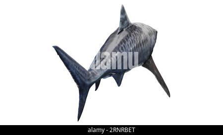 Tiger Shark, illustration Banque D'Images