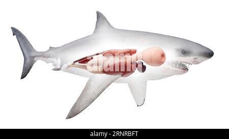 Organes internes du requin, illustration Banque D'Images