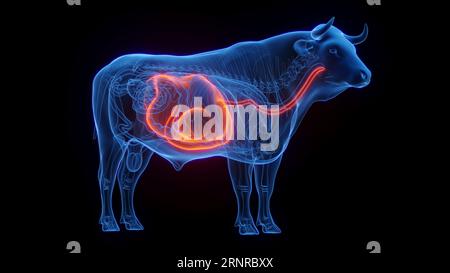 Estomac et oesophage de vache, illustration Banque D'Images