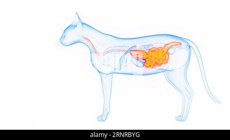 Système digestif du chat, illustration Banque D'Images
