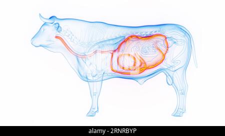 Estomac et oesophage de vache, illustration Banque D'Images