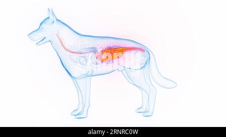 Tube digestif du chien, illustration Banque D'Images