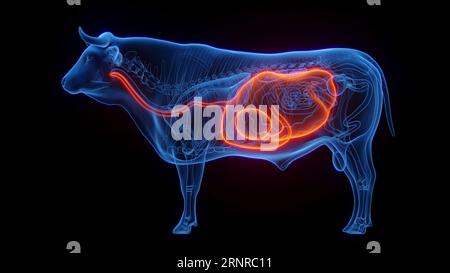 Estomac et oesophage de vache, illustration Banque D'Images