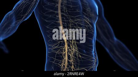 Système nerveux abdominal masculin, illustration Banque D'Images