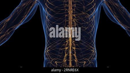 Système nerveux abdominal masculin, illustration Banque D'Images