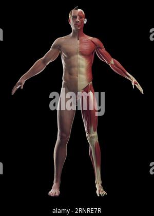 Système musculaire homme, illustration Banque D'Images