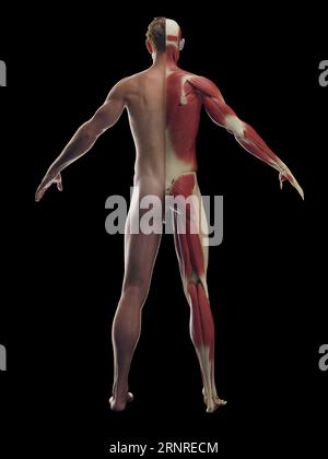 Système musculaire homme, illustration Banque D'Images