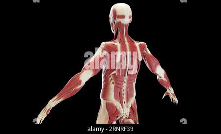 Muscles postérieurs masculins, illustration Banque D'Images