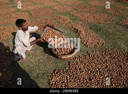 (171002) -- SRINAGAR, 2 octobre 2017 -- une photo prise le 1 octobre 2017 montre un ouvrier cachemiri ramassant des noix séchées au soleil dans un panier dans un village de Budgam à environ 40 km au sud-ouest de Srinagar. )(gl) RÉCOLTE CACHEMIRE-SRINAGAR-NOIX JavedxDar PUBLICATIONxNOTxINxCHN Banque D'Images