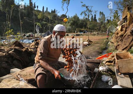 (171002) -- SRINAGAR, 2 octobre 2017 -- une photo prise le 1 octobre 2017 montre un ouvrier cachemiri lavant des noix dans un village de Budgam, à environ 40 km au sud-ouest de Srinagar. )(gl) RÉCOLTE CACHEMIRE-SRINAGAR-NOIX JavedxDar PUBLICATIONxNOTxINxCHN Banque D'Images