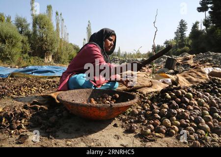 (171002) -- SRINAGAR, 2 octobre 2017 -- une photo prise le 1 octobre 2017 montre un ouvrier cachemiri épluchant des noix fraîchement cueillies dans un village de Budgam, à environ 40 km au sud-ouest de Srinagar. )(gl) RÉCOLTE CACHEMIRE-SRINAGAR-NOIX JavedxDar PUBLICATIONxNOTxINxCHN Banque D'Images