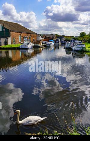 Un cygne blanc nage le long du canal aire-Calder avec des bateaux et des nuages en arrière-plan. Castleford, West Yorkshire, Royaume-Uni. Banque D'Images